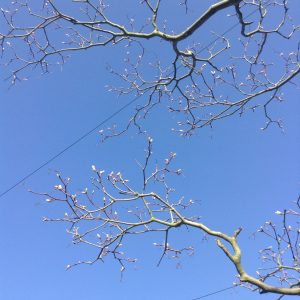 Image by Marie-Louise Crawley
